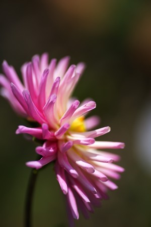 Dahlia Standing Proud